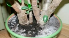 Plesen v cvetličnih loncih in kako se znebiti